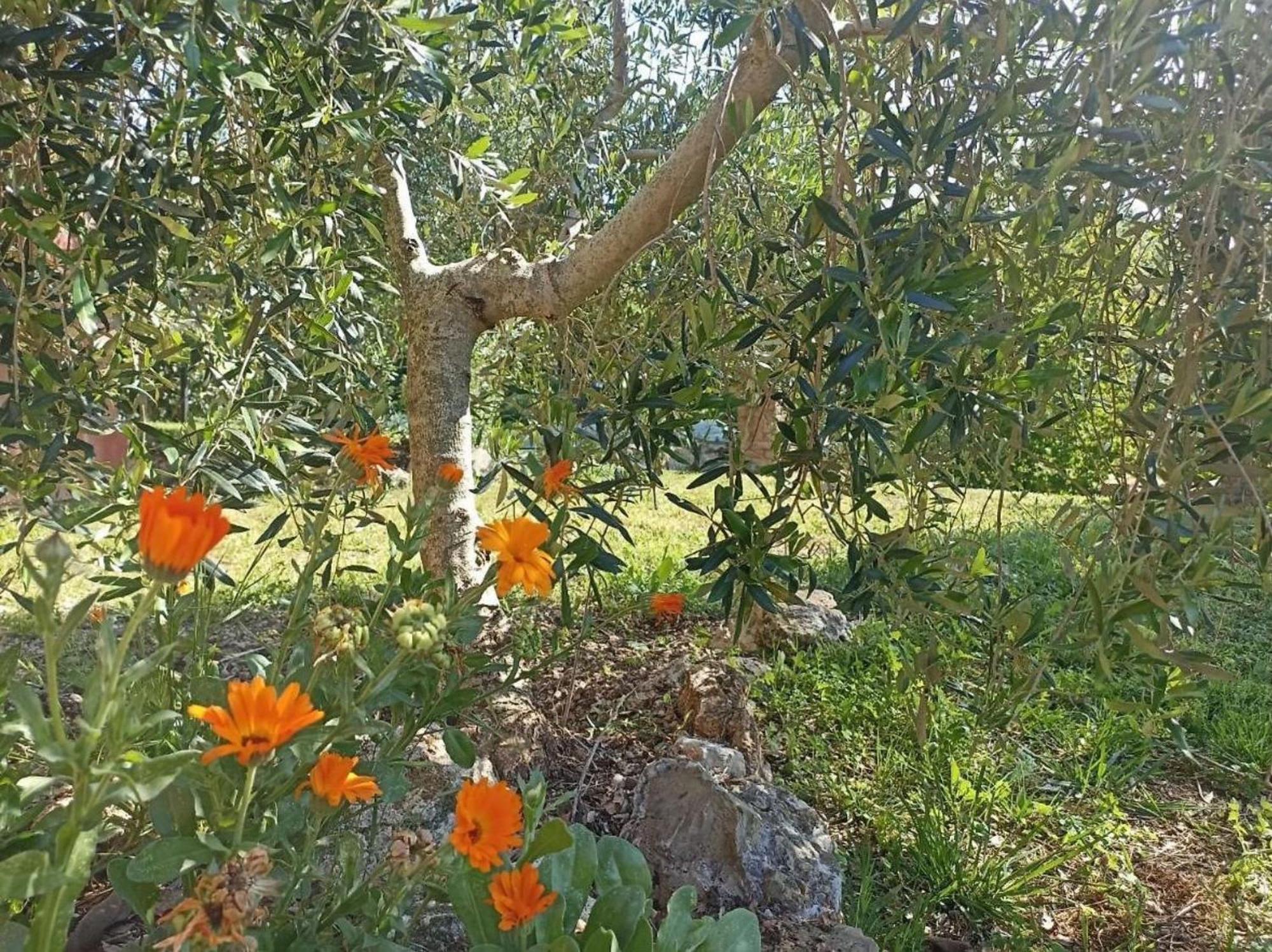 Vila La Mandriana Massa Marittima Exteriér fotografie