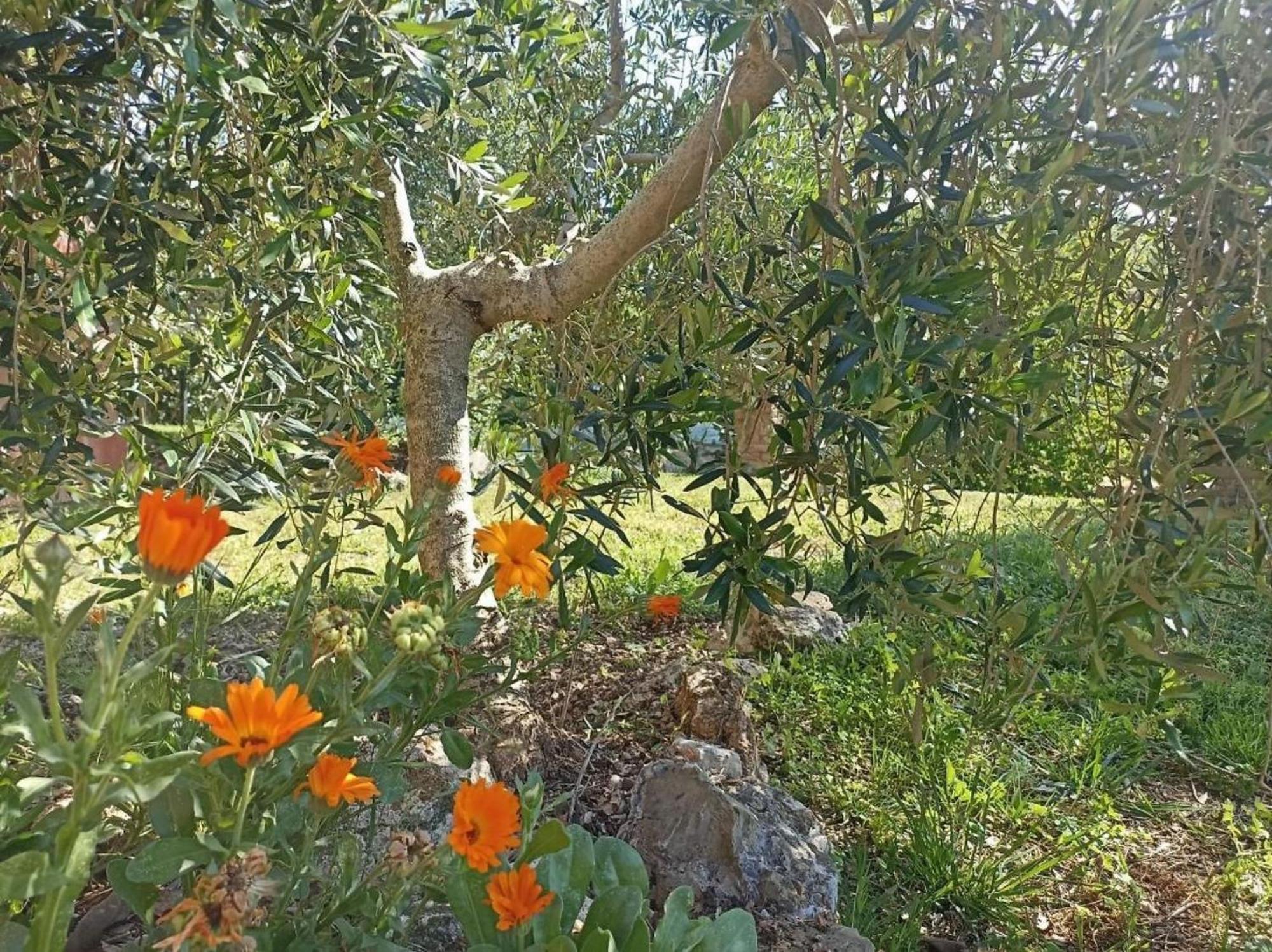 Vila La Mandriana Massa Marittima Exteriér fotografie