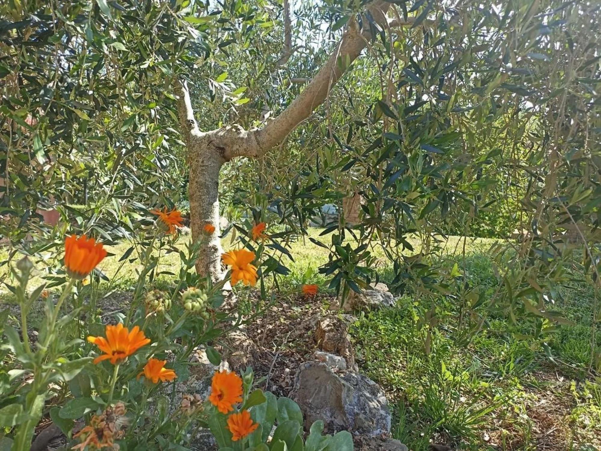Vila La Mandriana Massa Marittima Exteriér fotografie